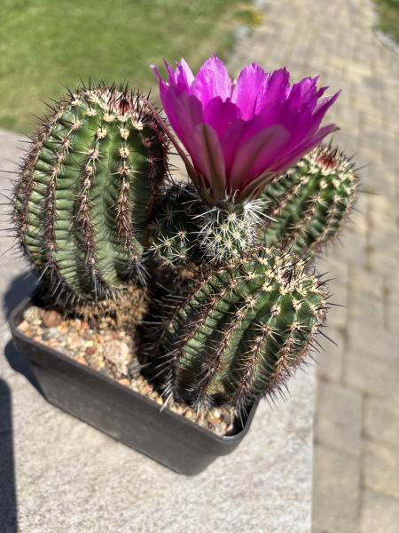 Echinocereus spec. BL violett